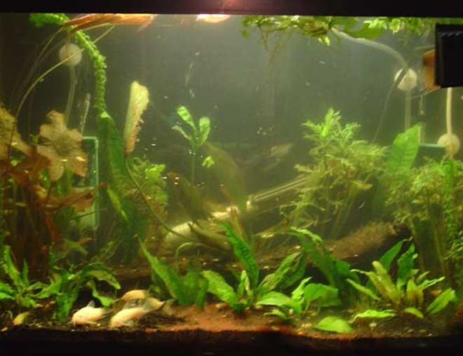 planted tank (mostly live plants and fish) - 20-gallon tank, plenty of hiding places as you can see. Animals include five albino green cories, two julii cories, one green cory, one metae cory, one milin cory, two peppered cories, two bumble catfish, one striped raphael, two dalmatian mollies, one pearl gourami, one apple snail and three figure-eight puffer fish. Plants include java moss, duckweed, java ferns, elodeas, african red lotus, dwarf anubias, water sprites, hairgrass and wisteria.