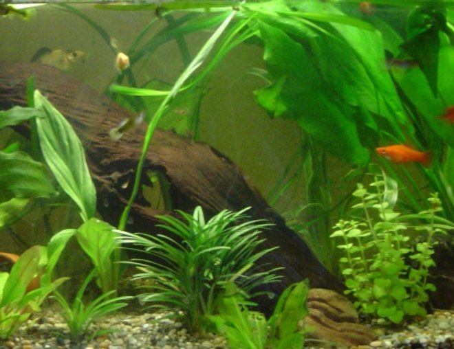 40 gallons planted tank (mostly live plants and fish) - comunity tank, well planted with a variety of different freshwater fish