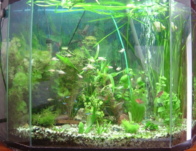 40 gallons planted tank (mostly live plants and fish) - planted tank with neons,lemon tetras,silver dollar, clown loachers