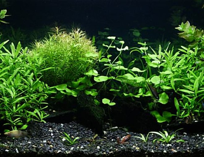 29 gallons planted tank (mostly live plants and fish) - plants grow up