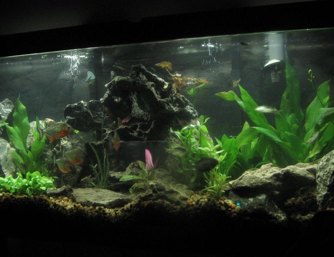 2 gallons planted tank (mostly live plants and fish) - my plantedpirhana community tank