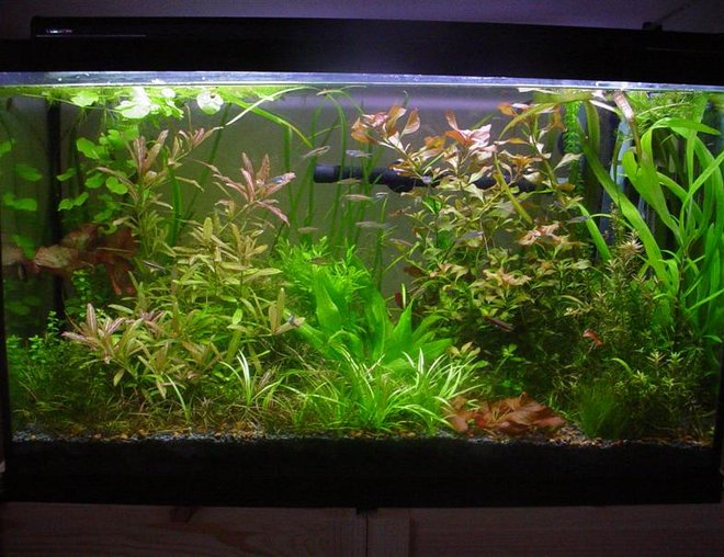 29 gallons planted tank (mostly live plants and fish) - Eclectic and wild. Photo taken February 19, 2006
