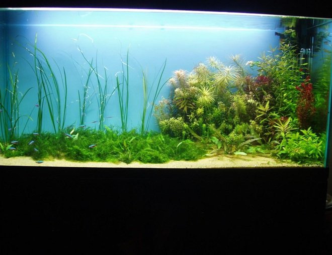 75 gallons planted tank (mostly live plants and fish) - my old fish tank