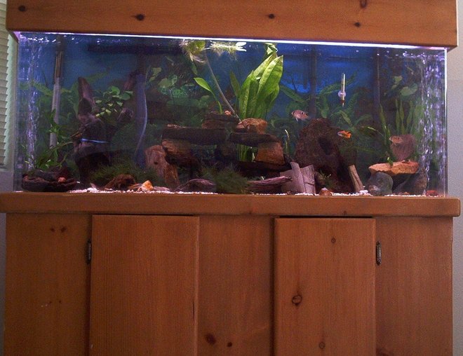 55 gallons planted tank (mostly live plants and fish) - full front of tank