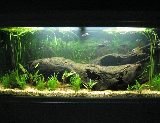 55 gallons planted tank (mostly live plants and fish) - My freshwater native tank (2 Months Old)