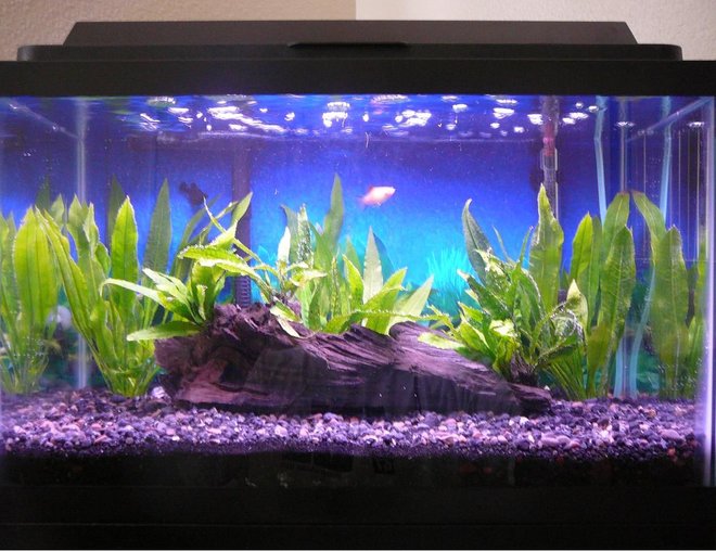 10 gallons planted tank (mostly live plants and fish) - 25 June 2008 (1 Balloon Molly, 1 Twin-bar Platy, Java Fern, Amazon Sword)