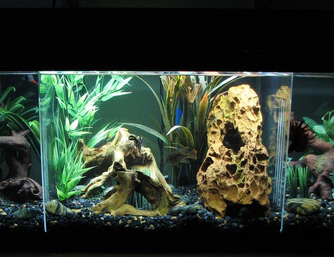 20 gallons planted tank (mostly live plants and fish) - 20-Gal. Long Semi-Aggressive Freshwater Tank