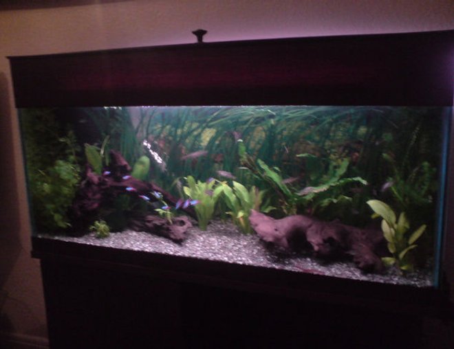 20 gallons planted tank (mostly live plants and fish) - Community Planted Tank