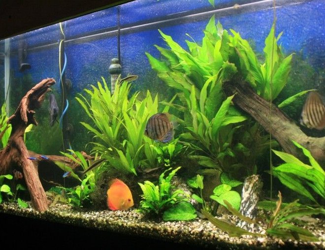 55 gallons planted tank (mostly live plants and fish) - 55 gallon planted discus tank 8/20/08