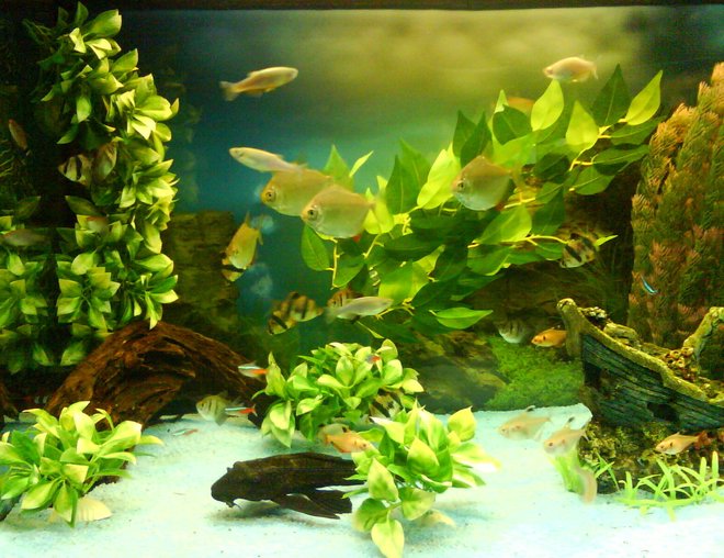 55 gallons planted tank (mostly live plants and fish) - MY AQUATIC EDEN