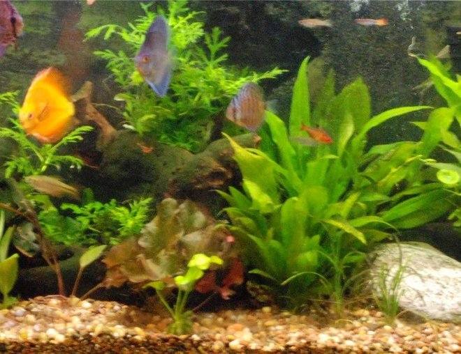 55 gallons planted tank (mostly live plants and fish) - 55 gallon planted tank  Just ordered a 110RR fixing to make an upgrade really soon Im super excited about it. Goin a little more high tech.