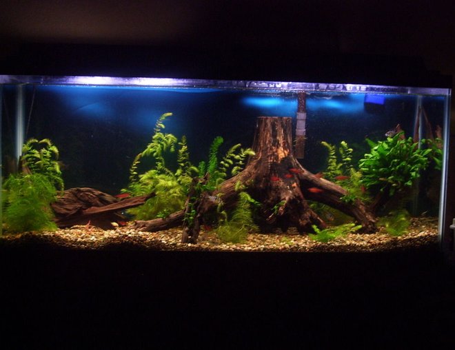 55 gallons planted tank (mostly live plants and fish) - My 55 gallon tank