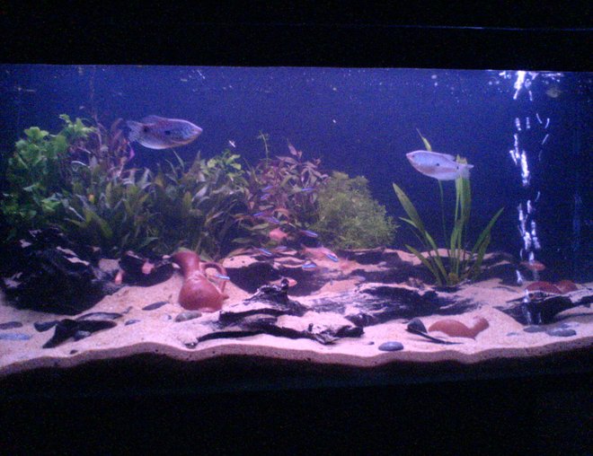 60 gallons planted tank (mostly live plants and fish) - Ok I just took this pic will give a better one when I have a better cam