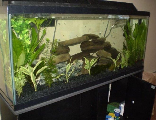 55 gallons planted tank (mostly live plants and fish) - planted around the front and side, with rocks from outside
