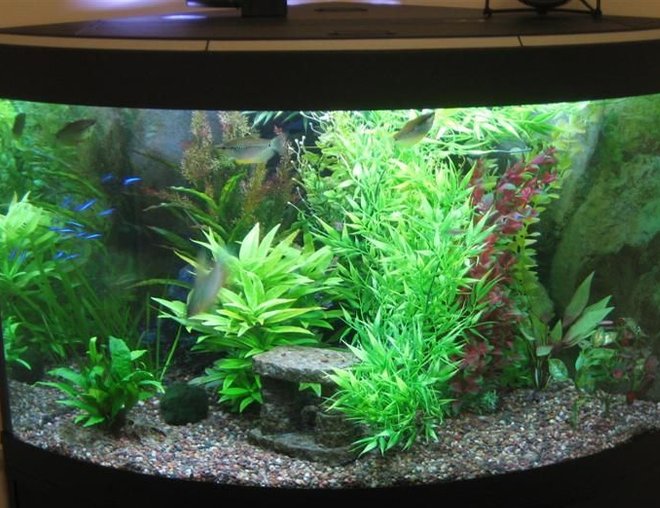 55 gallons planted tank (mostly live plants and fish) - I have had this corner unit for about a year.  Equipment includes a Fluval 205 canister filter, Aquaclear powerhead with quickfilter attachment and a heater.  There is also a "cave" in the back corner (cannot be seen in the photo) which the gouramis/loaches use as a retreat.