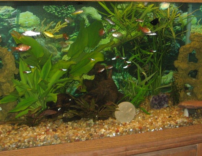 75 gallons planted tank (mostly live plants and fish) - I hope to get input on my tank and advise on taking better photos. I chose not to have ceiling to floor, wall to wall plants. I like a balance of fish decorations and plants.