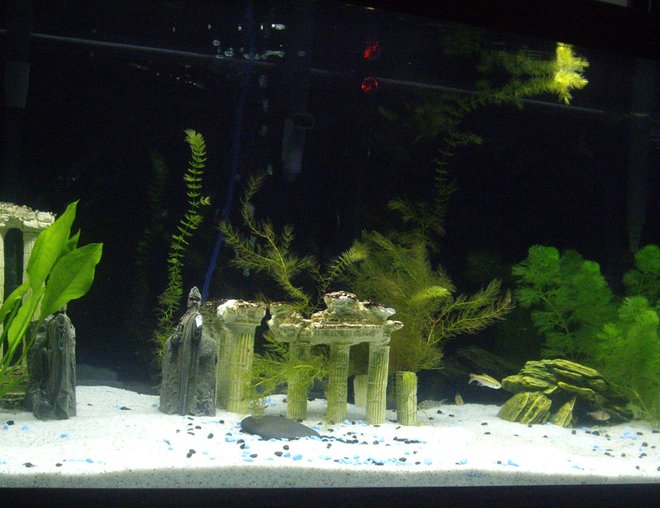 75 gallons planted tank (mostly live plants and fish) - 75g