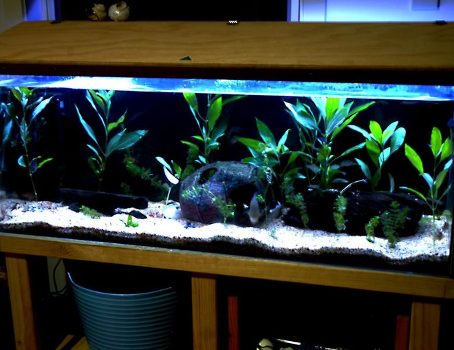 55 gallons planted tank (mostly live plants and fish) - 4 foot .... there isd more plants than when taken and plan on many more still.