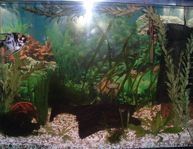 planted tank (mostly live plants and fish) - My 37 Gallon Planted Amazon