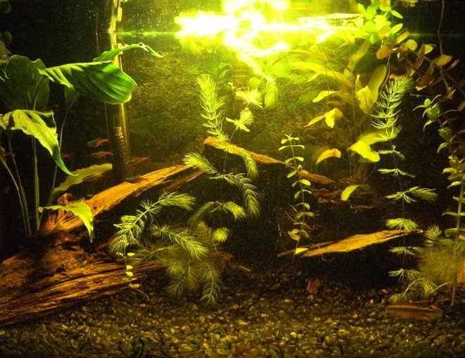 20 gallons planted tank (mostly live plants and fish) - 20 gallon planted with aponogeton bulbs,red ludwigia,hornwort,moneywort and a brazilian sword..some driftwood, a slate cave...and moonlight.7 neons, 1 male and  1 female kribensis.