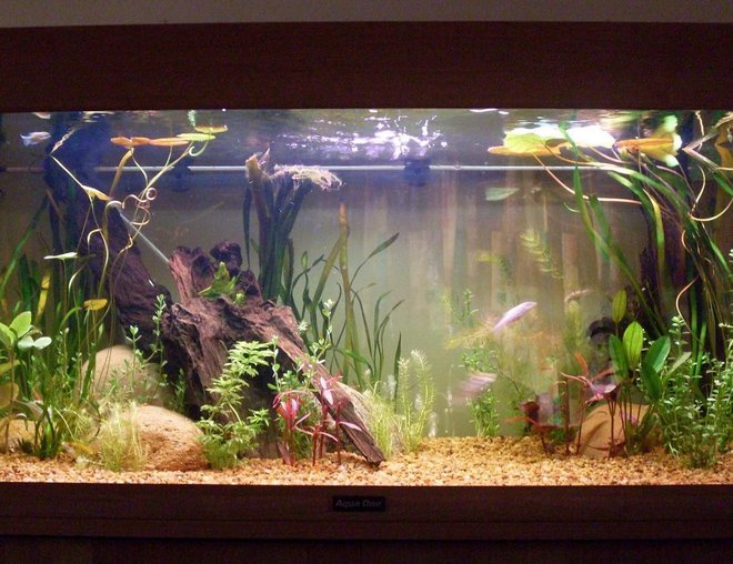 20 gallons planted tank (mostly live plants and fish) - The  New Tank