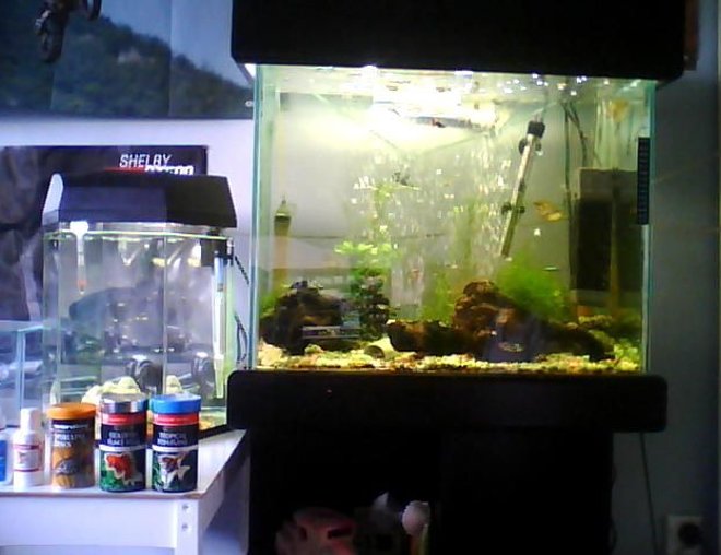 planted tank (mostly live plants and fish) - Community Fish And Plants