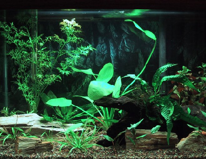 20 gallons planted tank (mostly live plants and fish) - 03-09-2009 - Updated picture with additional plants (Red Ludwigia)and one additional piece of wood.  Gave Goldfish back to pet store, bought 3 Otocinclus affinis.