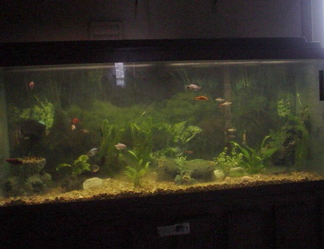 55 gallons planted tank (mostly live plants and fish) - community of tropicals