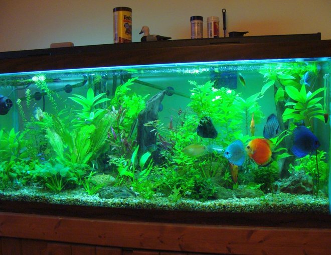 75 gallons planted tank (mostly live plants and fish) - 75gal, about 8mos, FISH: Discus: 2xfire red; 2xturqoise; 1xmarlboro; 1xcobalt; 1xblue diamond.  2xgold gourami, 2xblue gourami, maybe a dozen each of neon and rummynose, a few hatchets and zebra danio, 2xblack skirt tetra, 1xSAE, 1xKribensis, 5xCory cat, 2xClown loach, 3xOtto, 1xbosemani and one big pleco. PLANTS: Indian Fern, Madagascar Lace, Crypts, Alternanthera Reinickii roseofola, Java Fern, melon sword, crypt wendtii, some wysteria, ludwigia arculata, more i'm probably forgetting...