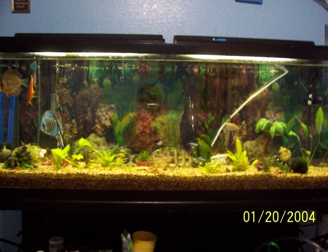 55 gallons planted tank (mostly live plants and fish) - my tank