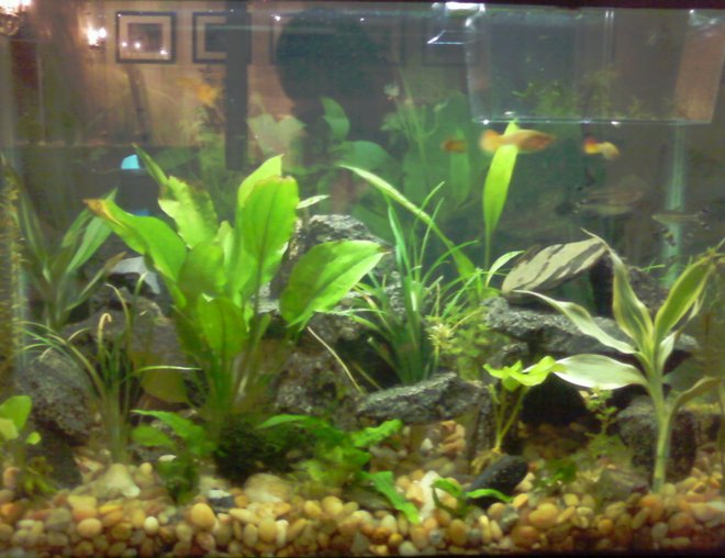 20 gallons planted tank (mostly live plants and fish) - 20g community tank. 12 differnet plants, granite rocks, and a variety of community fish, invertibrates and aquatic frogs.