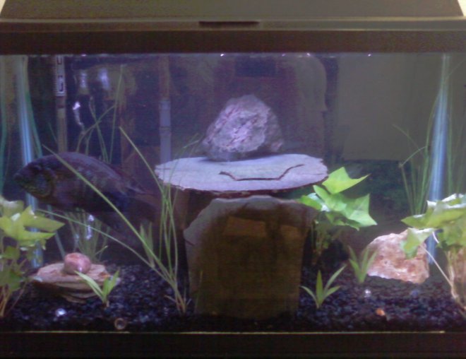 20 gallons planted tank (mostly live plants and fish) - freshwater cichlid tank with some plants from our garden. slate cave and custom bubbler.