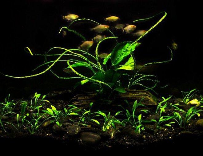 20 gallons planted tank (mostly live plants and fish) - My first fish tank. Set up started 6 months ago. Nothing special, just life plants and 10 tetra red eye fish inside...They look healthy and hungry...oh, and also one bushy nose and no shrimps because I don't have algae at all...That's pretty much everything about this image. I hope you enjoy it! Cheers!