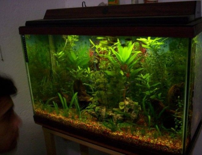 35 gallons planted tank (mostly live plants and fish) - My tank mostly have aquatic plants wich is my main passion and complement it with tropical south american fishes.