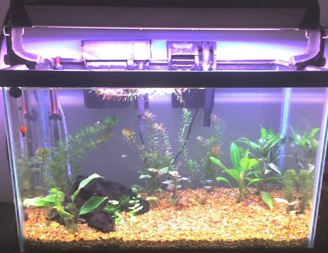 20 gallons planted tank (mostly live plants and fish) - 20 gal tank newly arranged