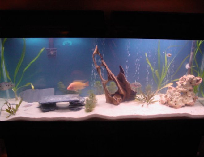 55 gallons planted tank (mostly live plants and fish) - My awesome 55 gal