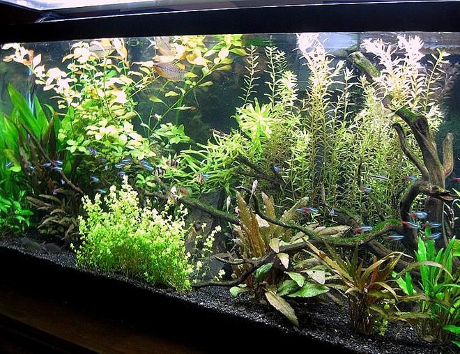 10 gallons planted tank (mostly live plants and fish) - This is my 55 gallon tank with live plants.  It has been up since March with plants being added slowly since then.  For decor I used driftwood and large black rocks.  Filtration is an Aqueon 55 HOB and an extra Penguin 150 HOB.  I keep the temp at 78 degrees.  The lighting is Coralife CF at 5wpg on 6 hours per day.  I use pressurized CO2.  For livestock I have 1 angelfish, 3 pearl gourami, 7 tiger barbs (no, they don't bother anyone), a large school of neon tetras, 4 emerald green corycats, 2 yo-yo loaches, 7 amano shrimp, 7 otocinclus.  Be gentle, I'm new at this!