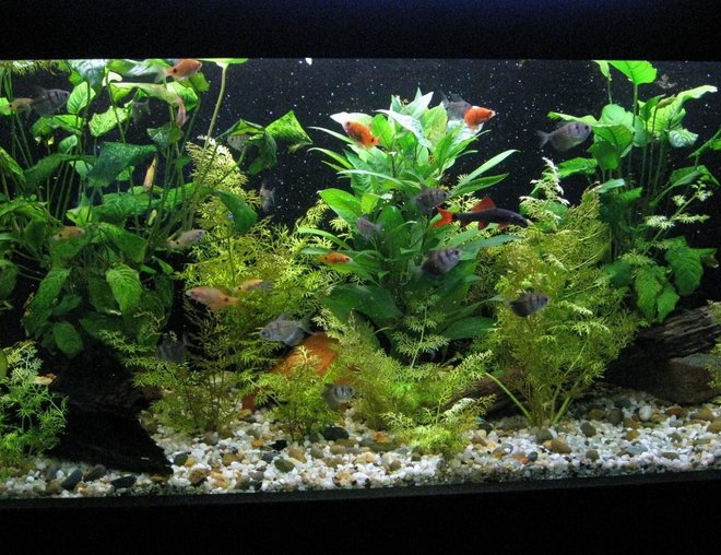 60 gallons planted tank (mostly live plants and fish) - my 4ft tank, planted to my liking