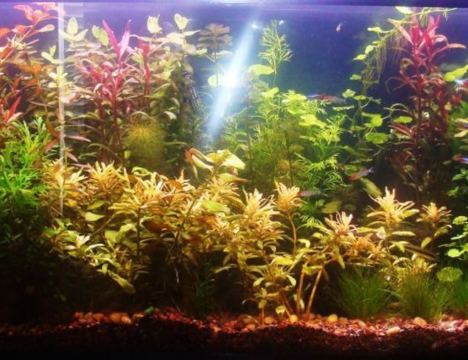55 gallons planted tank (mostly live plants and fish) - 55 Gallon Aquarium with Rummynose Tetras, Neon Tetras, Guppies, and SAE's