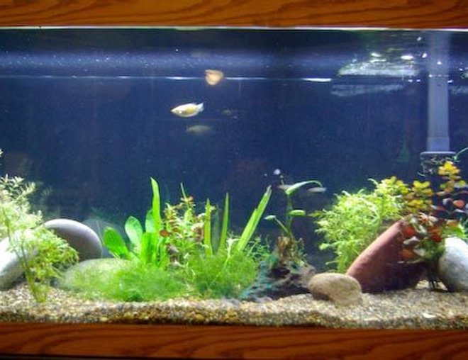 75 gallons planted tank (mostly live plants and fish) - My 75 gallon
