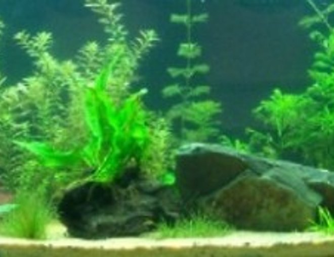 55 gallons planted tank (mostly live plants and fish) - Full front view 55 gal planted lo-tech tank.