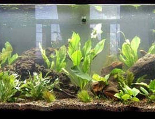 75 gallons planted tank (mostly live plants and fish) - 75 Galllon Planted 
5 Dwarf Hairgrass.
2 Anubias nana
1 Anubias bateri-Large
4 Amazon Sword-Large, Potted
4 Temple Narrow Leaf
4 Anacharis
1 Ruffle Plant-Medium
2 Madagascar Lace
1 Marble Queen Radican