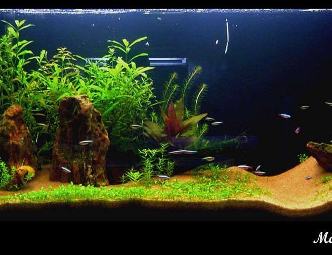 52 gallons planted tank (mostly live plants and fish) - 2 months