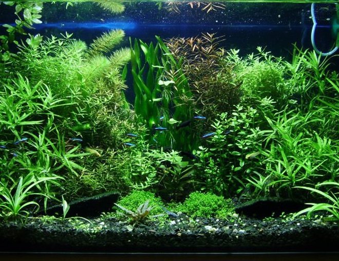 29 gallons planted tank (mostly live plants and fish) - "The dream of insane gardener" bopoco@o2.pl