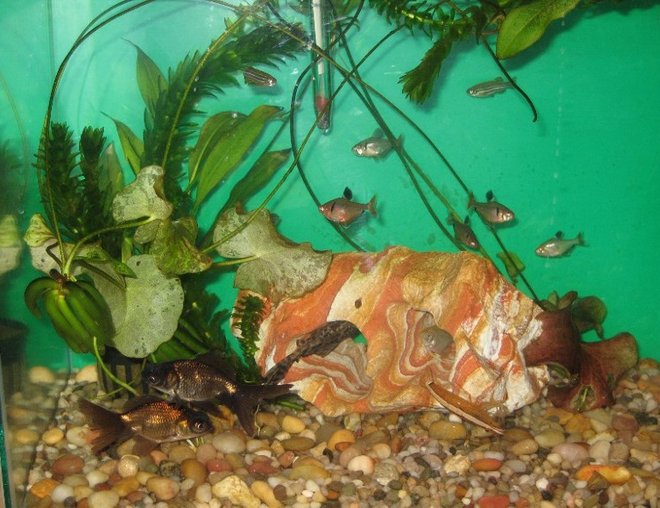 10 gallons planted tank (mostly live plants and fish) - my first tank