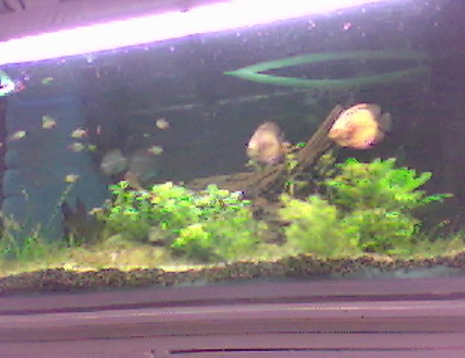 65 gallons planted tank (mostly live plants and fish) - ...