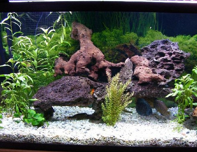 100 gallons planted tank (mostly live plants and fish) - 100g planted discus tank