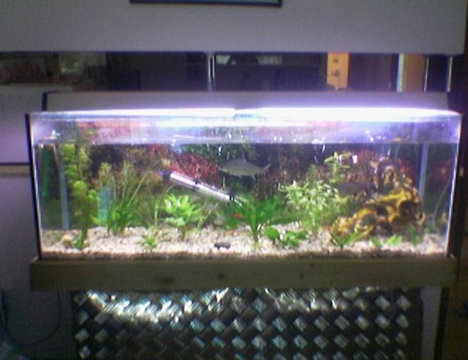 planted tank (mostly live plants and fish) - this is my fish tank i have had it for about 1 year