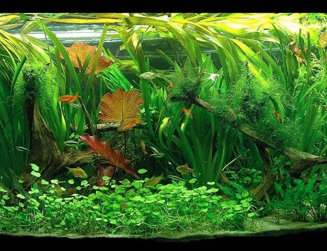 90 gallons planted tank (mostly live plants and fish) - 90g planted tank.  CO2 and fertalizers, 2.4 wpg.  Running 1 year.
