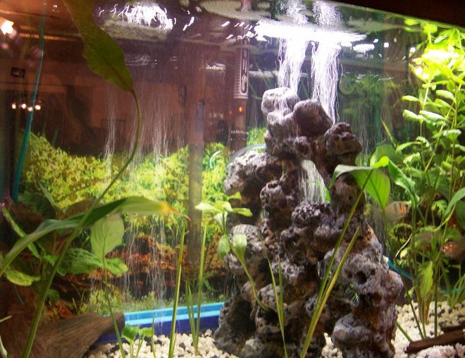 30 gallons planted tank (mostly live plants and fish) - onother 30 g tank